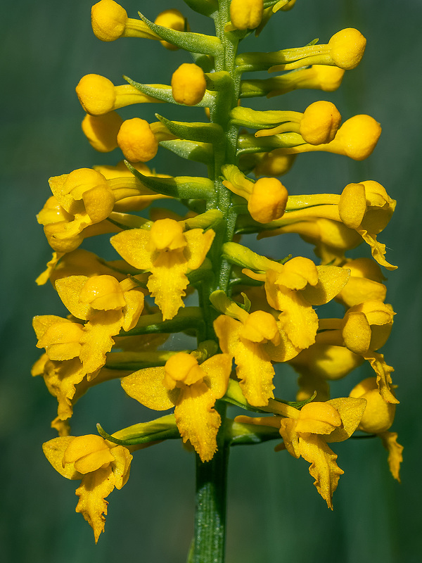 Gymnadeniopsis integra (Yellow Fringeless orchid)