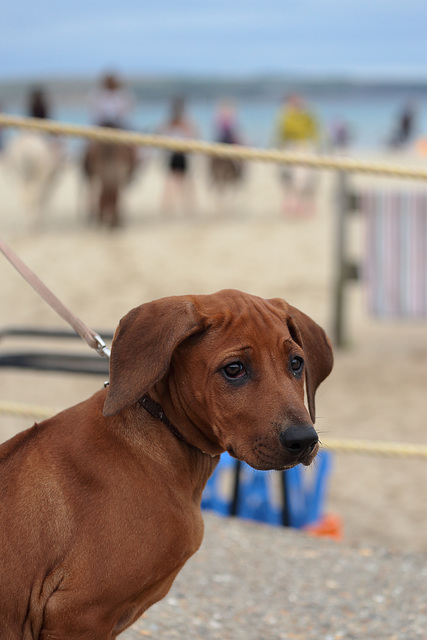 IMG 9110 RhodesianRidgebackPuppy dpp