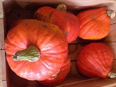 Park Hill pumpkins