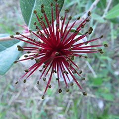 Feijoa flower (Acca sellowiana)