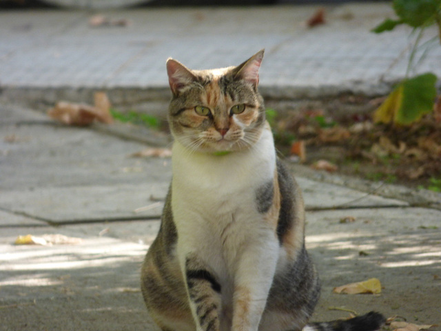 Un hermoso gato