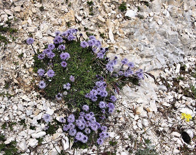 Herzblättrige Kugelblume