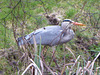 "Our" Great Blue Heron hunting newts for its supper this evening