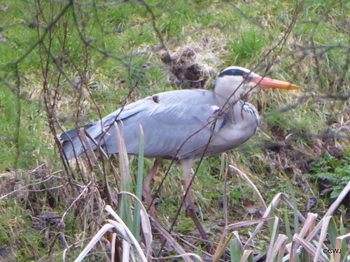 "Our" Great Blue Heron hunting newts for its supper this evening