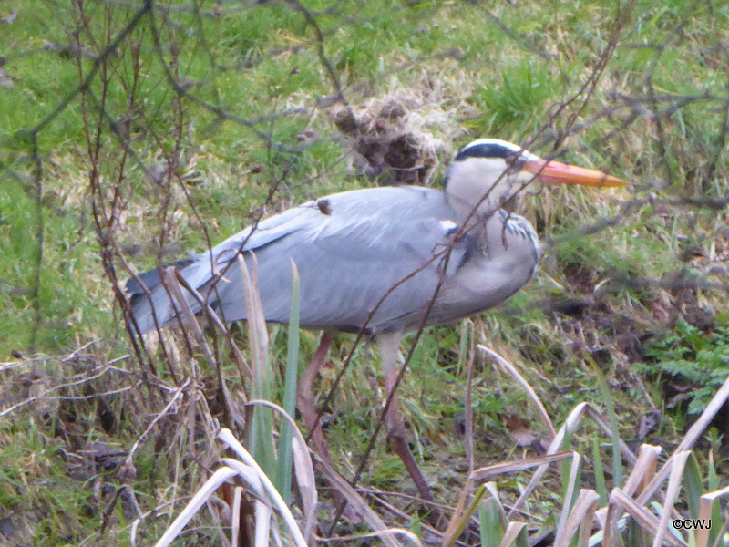 "Our" Great Blue Heron hunting newts for its supper this evening