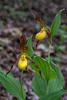 Cypripedium parviflorum var parviflorum (Small Yellow Lady's-slipper orchid)