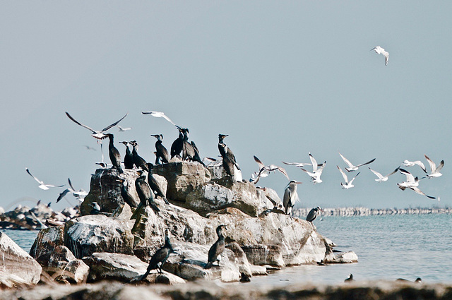 les oiseaux du lac