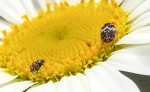 20210604 0359CPw [D~LIP] Wollkrautblütenkäfer (Anthrenus verbasci), Wiesen-Margerite (Leucanthemum vulgare agg), Bad Salzuflen
