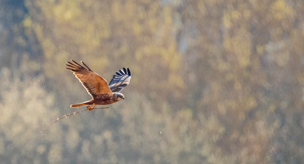 Marsh harrier