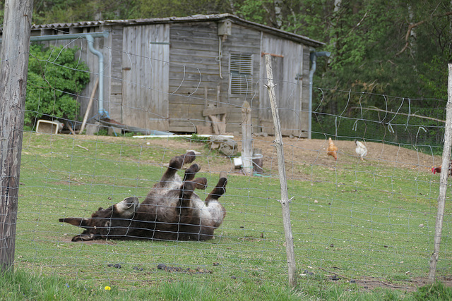 "Those darn barn chickens kill me … !"