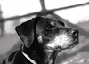 Benny, Studie