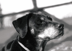Benny, Studie