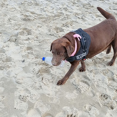 Bravo Leeloo pour ta participation à la propreté des plages