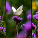 A Butterfly triptych