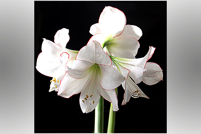 White Amaryllis on black