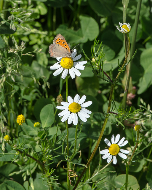 Bläuling auf Kamille - 2016-09-01_D4_DSC8942