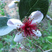 Feijoa flower (Acca sellowiana)