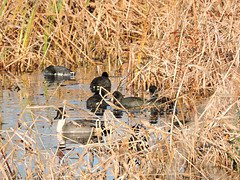 Northern Pintail