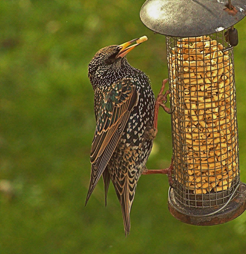 Starling