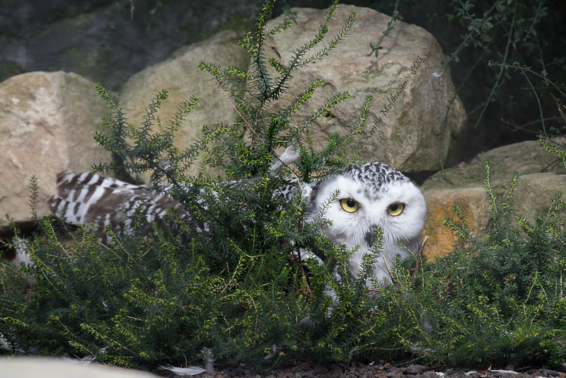 Junge Schneeeule (Zoo Karlsruhe)