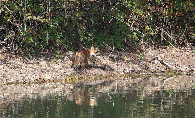 renard en billebaude 09-2019