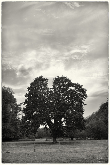 Sept 15: tree and setting sun