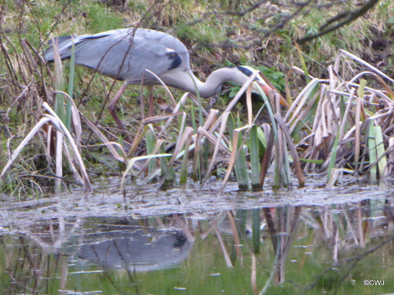 "Our" Great Blue Heron hunting newts for its supper this evening