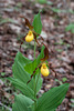 Cypripedium parviflorum var parviflorum (Small Yellow Lady's-slipper orchid)