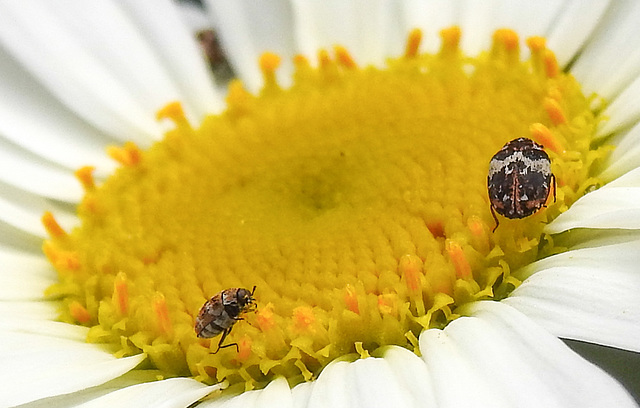 20210604 0361CPw [D~LIP] Wollkrautblütenkäfer (Anthrenus verbasci), Wiesen-Margerite (Leucanthemum vulgare agg), Bad Salzuflen