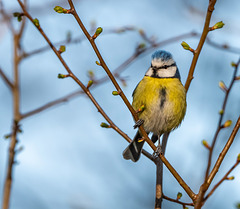 Blue tit