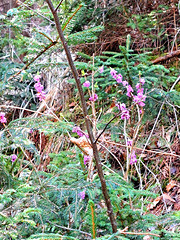 Seidelbast [Daphne mezereum]