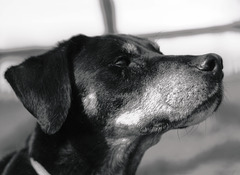 Benny, Studie