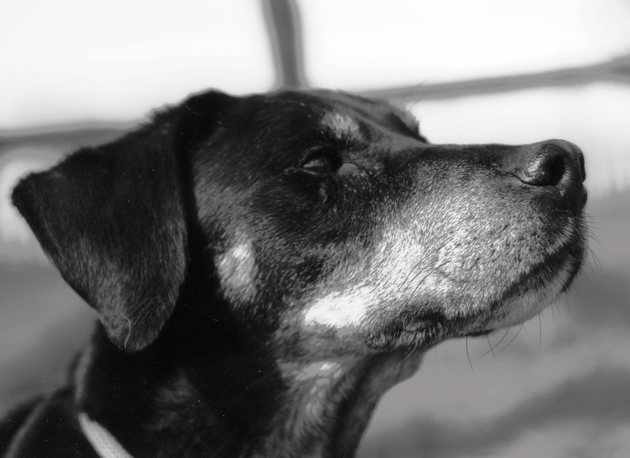 Benny, Studie