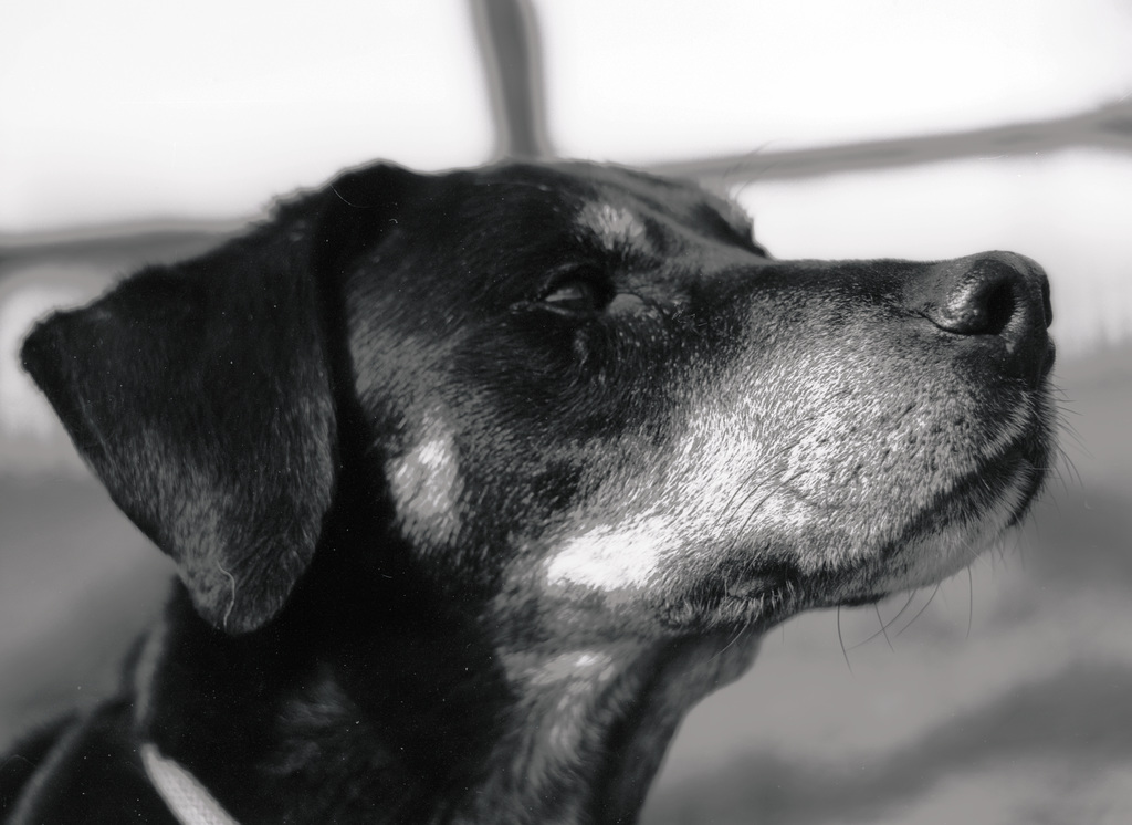 Benny, Studie