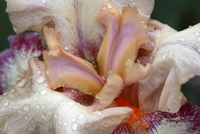 Heart of an Iris