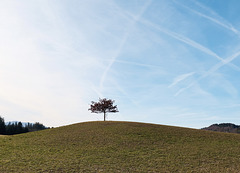 Kleiner Baum