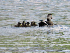 Wood duck with her children