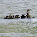 Wood duck with her children