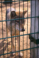 Der Wolf im Białowieża-Urwald