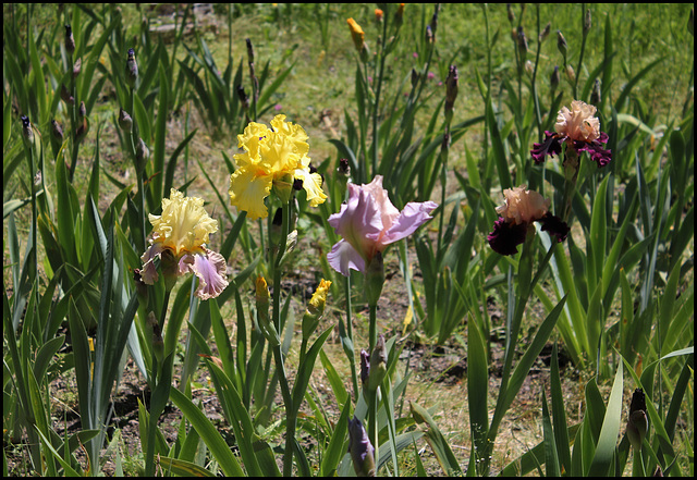 Iris