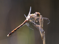 Common Darter f (Sympetrum striolatum) DSB 1707