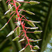 Tropical plant, Tobago, Day 2