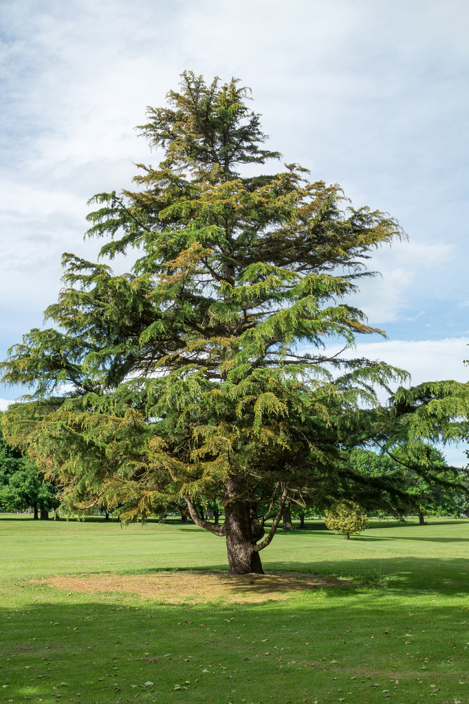Neuseeland - Christchurch - Hagley Park