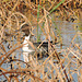 Northern Pintail