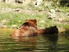 20190822 5455CP~V [D~H] Braunbär, Wisentgehege, Springe