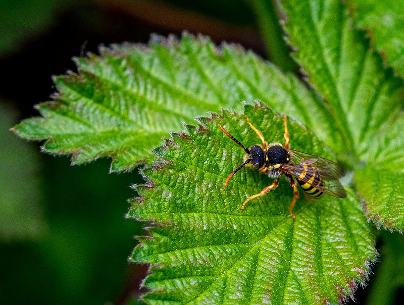 Wasp macro