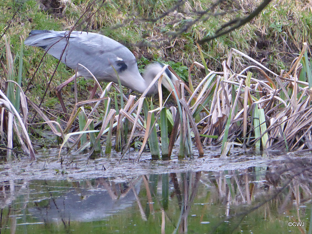 "Our" Great Blue Heron hunting newts for its supper this evening