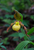 Cypripedium parviflorum var parviflorum (Small Yellow Lady's-slipper orchid)