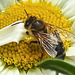 20210604 0362CPw [D~LIP] Honigbiene (Apis mellifica), Wiesen-Margerite (Leucanthemum vulgare agg), Bad Salzuflen