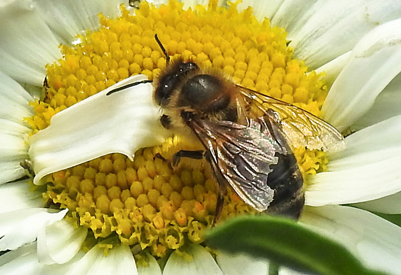 20210604 0362CPw [D~LIP] Honigbiene (Apis mellifica), Wiesen-Margerite (Leucanthemum vulgare agg), Bad Salzuflen